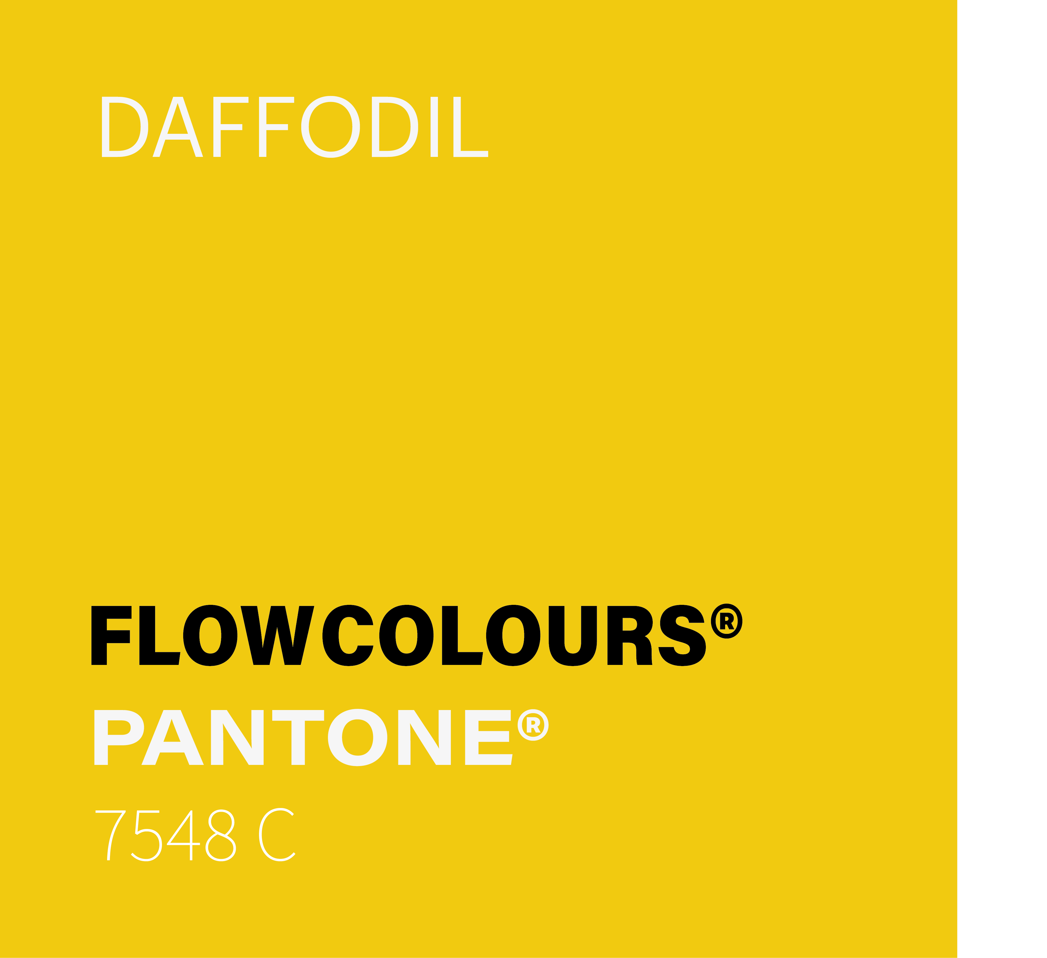 DAFFODIL FLOWCOLOURS TATTOO INK